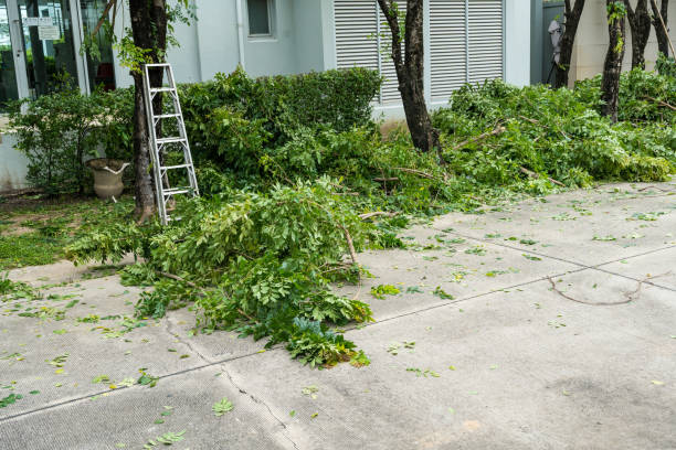 Best Tree Trimming and Pruning  in Richfield, WI
