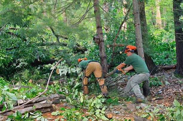 Best Landscape Design and Installation  in Richfield, WI