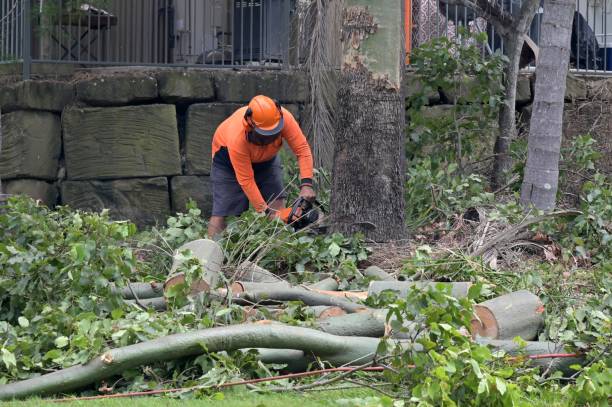 How Our Tree Care Process Works  in  Richfield, WI