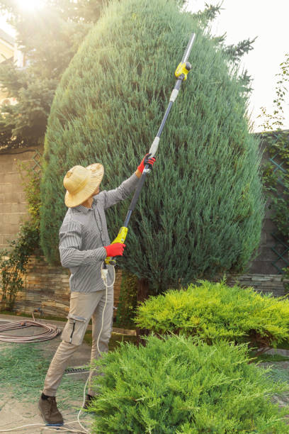 Best Tree Maintenance Programs  in Richfield, WI