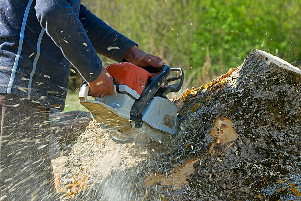 Reliable Richfield, WI Tree Services Solutions