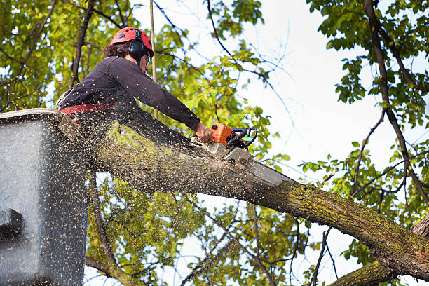 Lawn Maintenance Plans in Richfield, WI