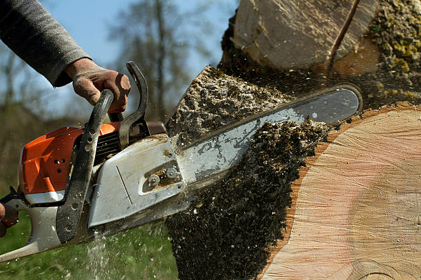 Best Lawn Maintenance Plans  in Richfield, WI