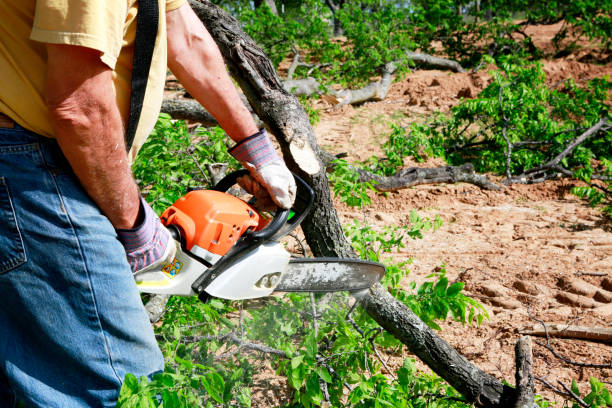 Best Lawn Maintenance Plans  in Richfield, WI