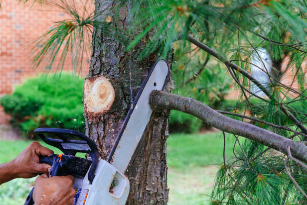 Best Arborist Consultation Services  in Richfield, WI